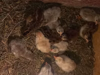 Chickens — Foto 5