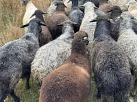 Brebis, Bessarabian sheep — photo 1