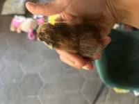 आयम सेमानी — फ़ोटो 7