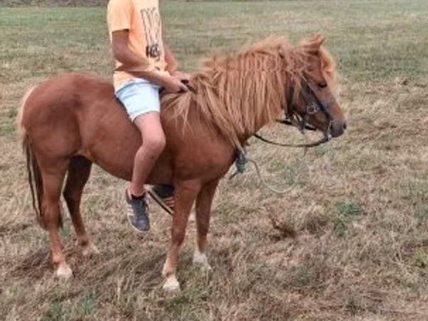 母马, Horses