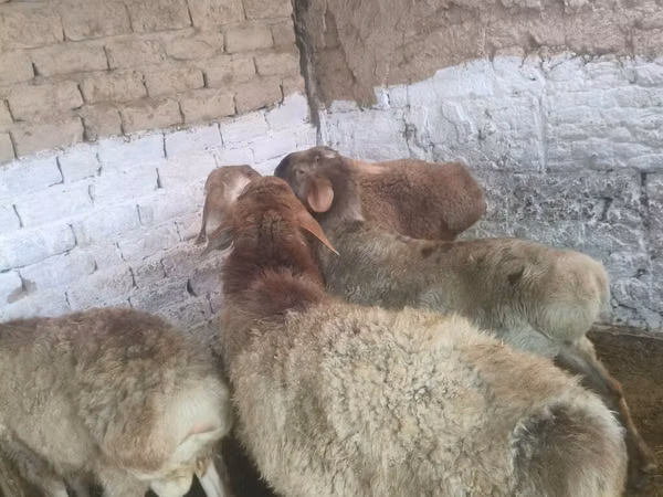 Ram, Rhon sheep