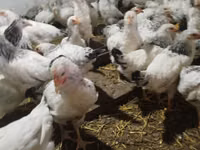 Chickens — photo 4