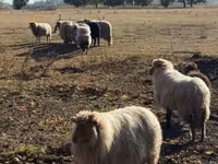 Widder, Racka sheep — Foto 1