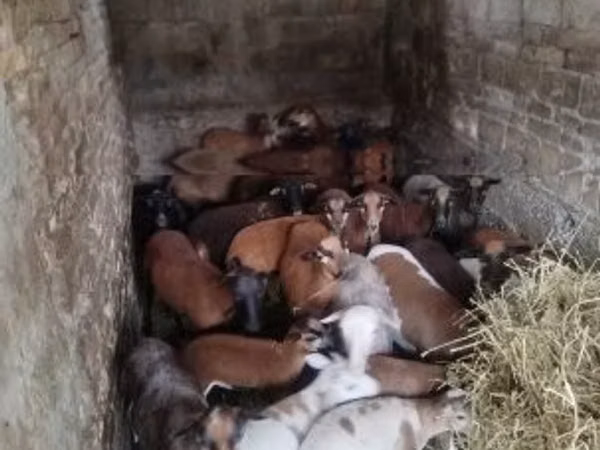 Brebis, Cameroon sheep