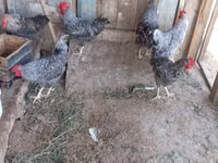 Slovenian Barred Hen — photo 5