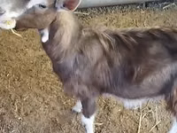 公山羊, Toggenburg goat — 照片 8