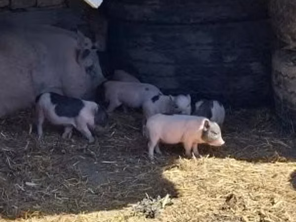 Porcs (lot, sexe non indiqué), 