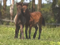 Caballo, American shetland pony — foto 4
