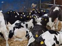 ثور, Simmental cattle — الصورة 3