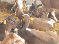 公牛, Simmental cattle — 照片 7