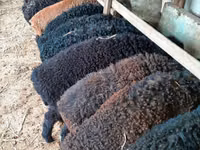 公羊, Arabi sheep — 照片 1