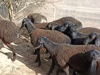 Sheep (batch, sex not specified), Tajik sheep — photo 3