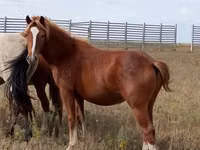 Caballo, Caballos — foto 1
