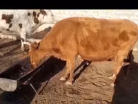 गाय, Latvian Blue cattle — फ़ोटो 1