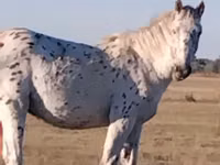 Horse (M), Priob horse — photo 2