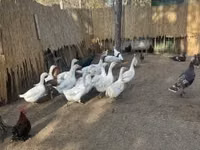 Geese — फ़ोटो 1