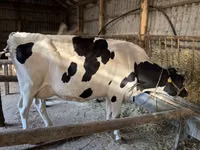 गाय, ब्रिटिश सफेद गाय — फ़ोटो 2
