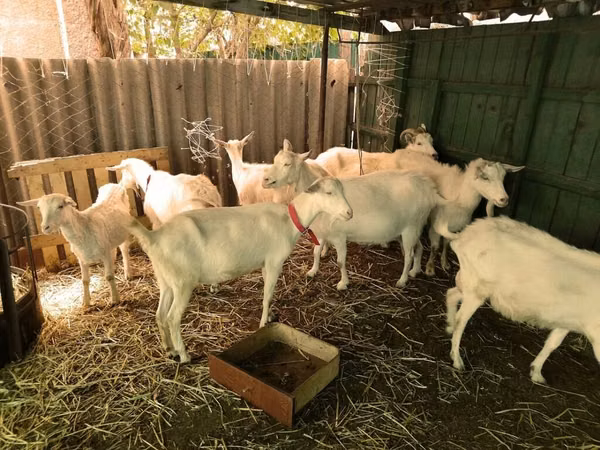 Billy Goat, Saanen goat