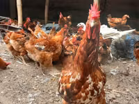 शामो चिकन्स — फ़ोटो 8