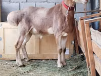 Widder, Rhon sheep — Foto 2