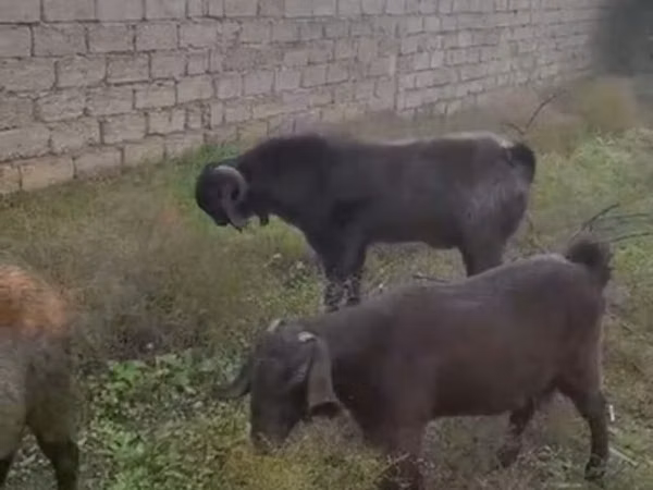 Cabra, Cabras