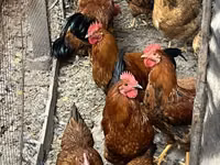كوچينسكايا يوبيلينايا — الصورة 1