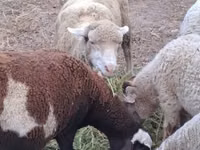 Brebis, Merino sheep — photo 1