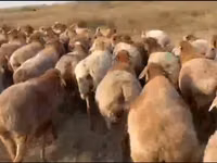 أغنام (دفعة، الجنس غير محدد), Arashan sheep — الصورة 1