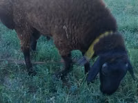 Carnero, Qashqai sheep — foto 4
