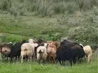 Carnero, Gorkov sheep — foto 4