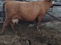 母牛, Cattle — 照片 4