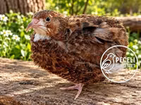 Quails — फ़ोटो 4