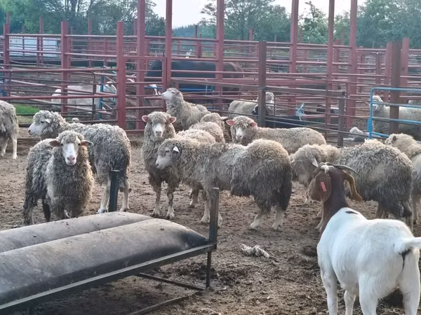भेड़ें (लॉट, लिंग निर्दिष्ट नहीं), Merino sheep