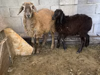公羊, Small-tailed Han sheep — 照片 1