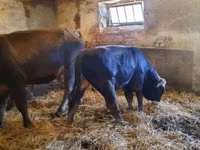 Taureau, Race brune des Carpates — photo 3