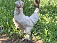 Chickens — photo 1