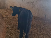 Kuh, Limousin-Kuh — Foto 3