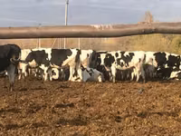 母牛, Holstein breed — 照片 4