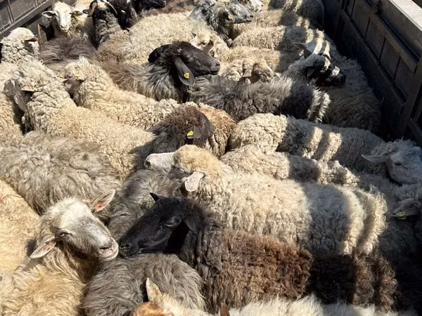 Bélier, Moutons