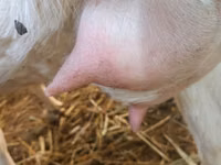 Goat, Goats — photo 7