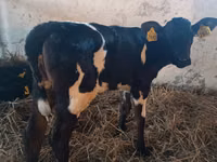 Kuh, Russian Black pied cattle — Foto 2
