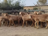 نعجة, Arashan sheep — الصورة 6