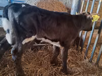 Kuh, Russian Black pied cattle — Foto 1