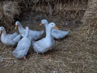 अमेरिकन पेकिन — फ़ोटो 2