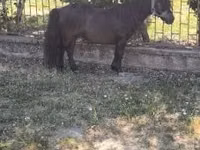 حصان, Australian Pony — الصورة 3