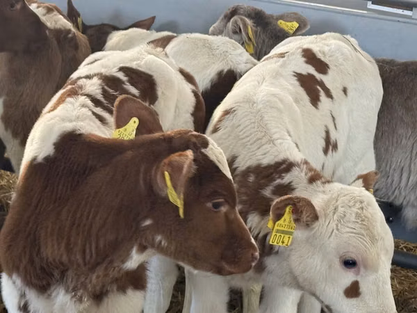 أبقار (دفعة، الجنس غير محدد), Simmental cattle