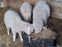 Bélier, Moutons — photo 2