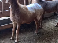 Schaf, Arashan sheep — Foto 4