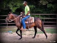 Stute, Quarter Horse — Foto 6