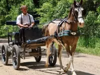 Hengst, Pinto horses — Foto 5
